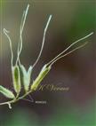  Spikelets